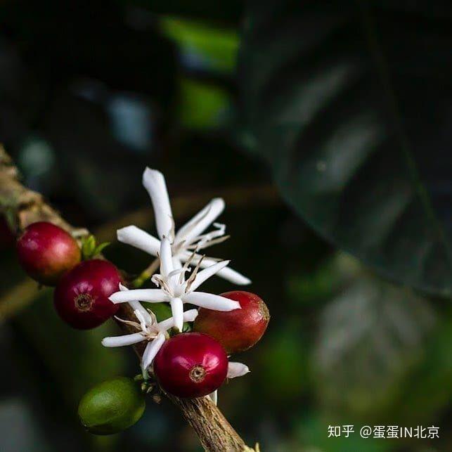 更严核的方式就是要领有CQI的Q grader证书的品质鉴定师的人来打分